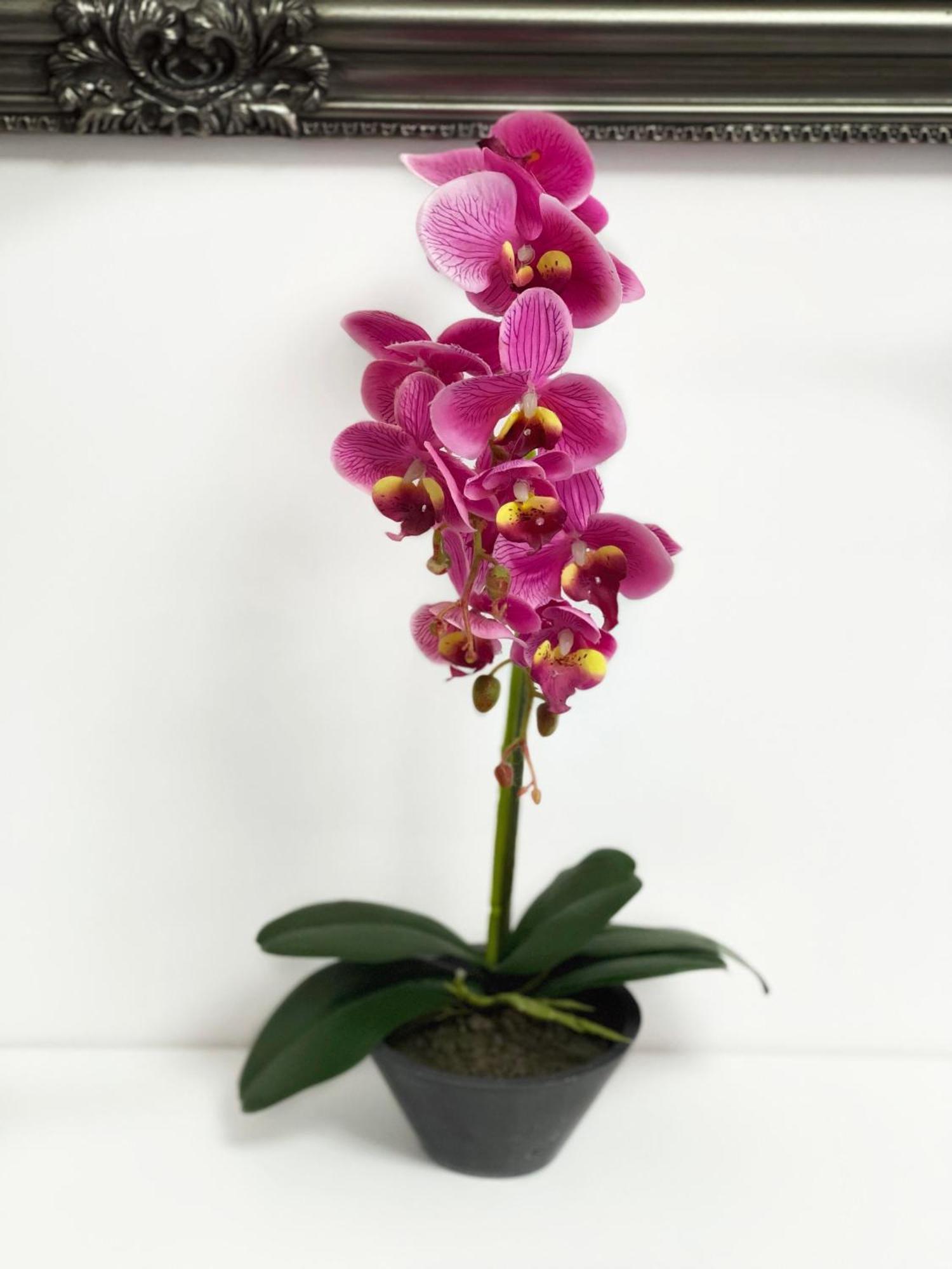Apartament Premium Isabella 阿拉德 外观 照片